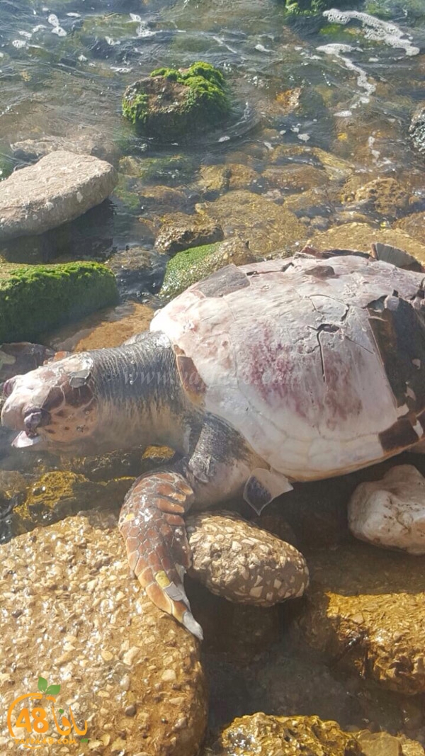 turtle motanah yaffj (4).jpg